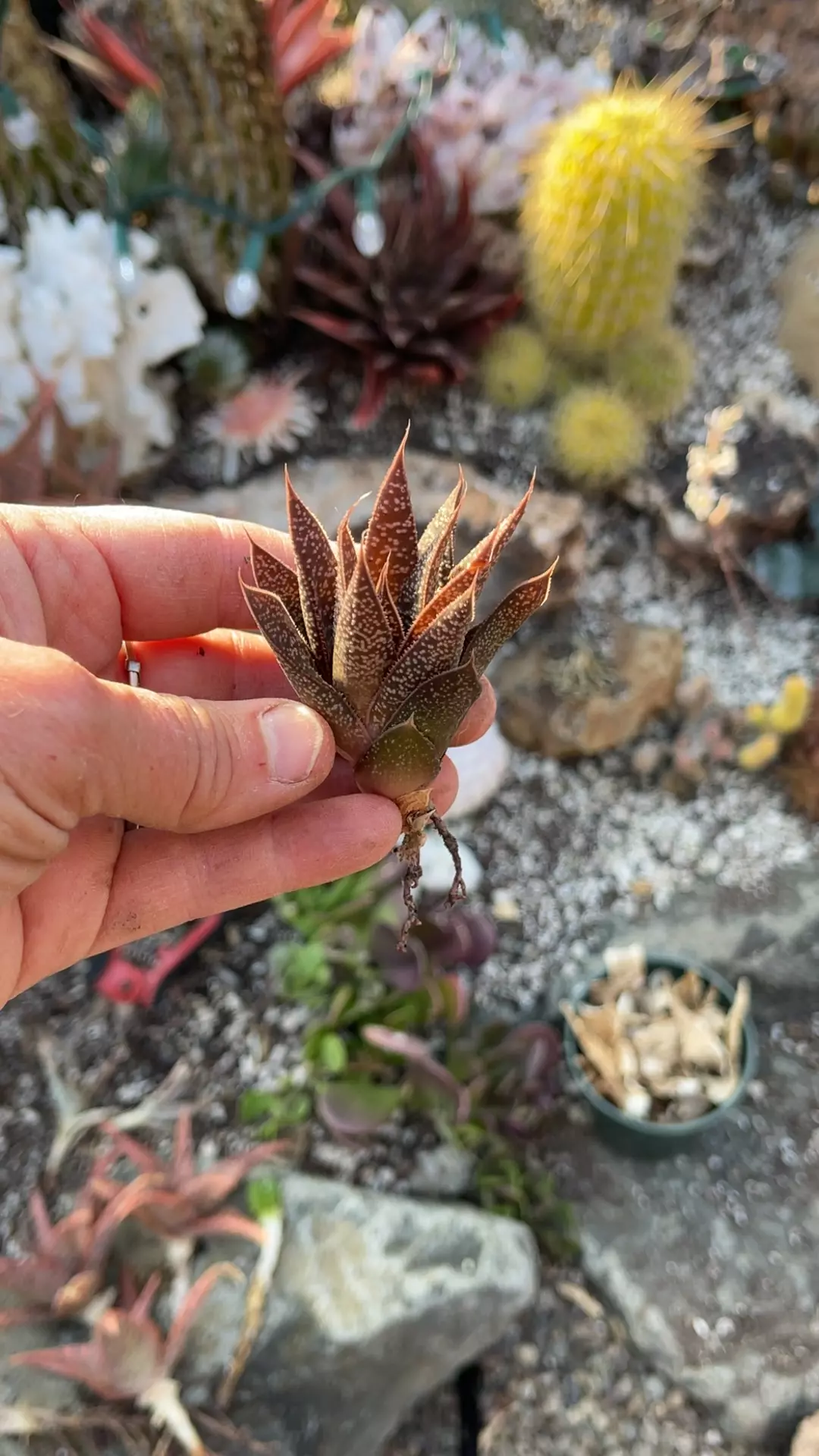 plant/Aloe pup red-0