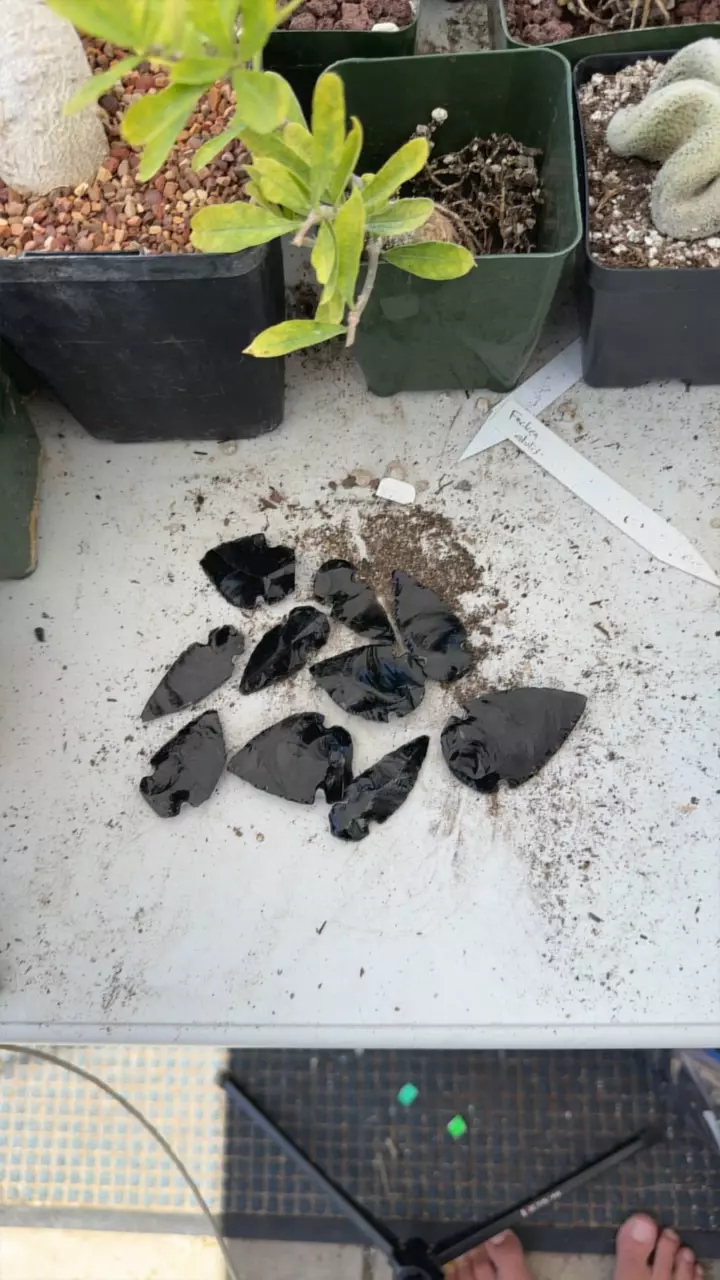 plant/Black obsidian arrowheads-0