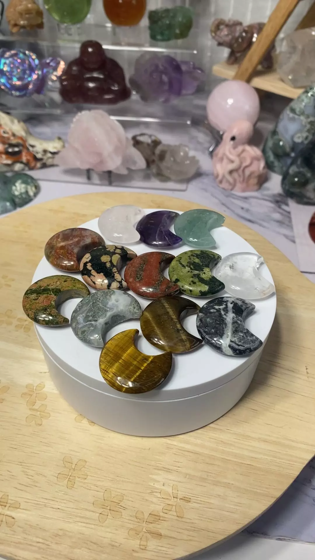 plant/1 Mini moon buyers choice-0