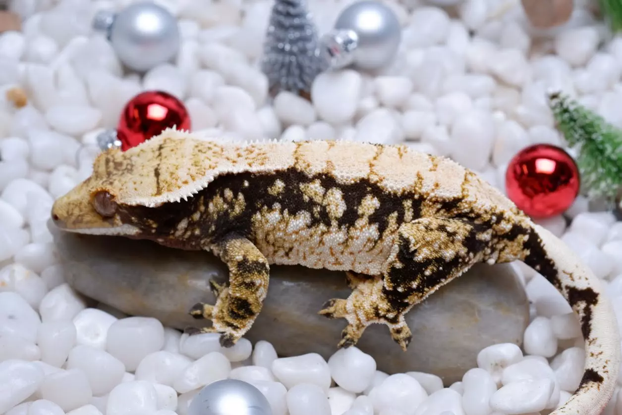 plant/SPFR08 - Pores 13.8 g out of Sparkle x FREZZA-3