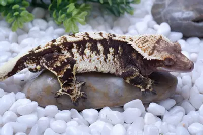 plant/SPFR08 - Pores 13.8 g out of Sparkle x FREZZA-2-thumbnail