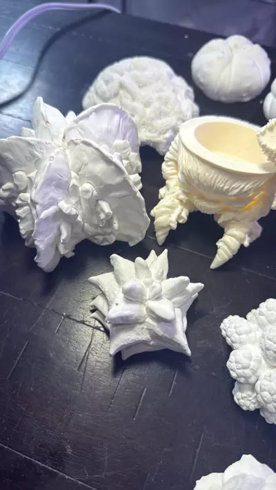 plant/Paint it your own dam self Lopho Mandrake-2-thumbnail