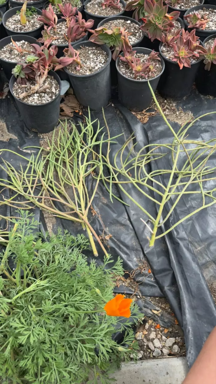 plant/Euphorbia mautanica cuttings-0