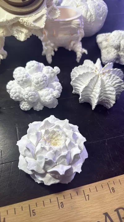 plant/Paint it your own dam self Lopho Mandrake-1-thumbnail