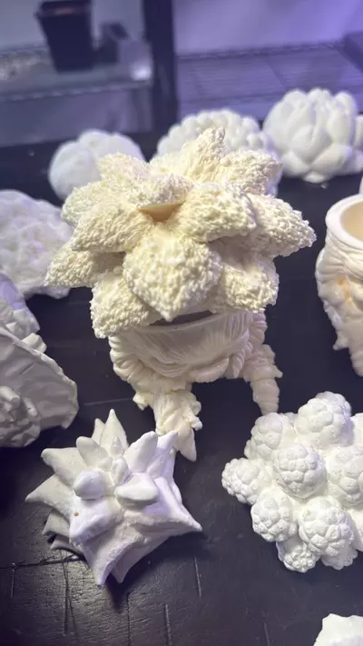 plant/Paint it your own dam self Lopho Mandrake-4-thumbnail