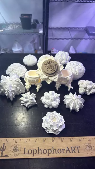 plant/Paint it your own dam self Lopho Mandrake-0-thumbnail