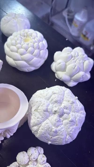 plant/Paint it your own dam self Lopho Mandrake-3-thumbnail