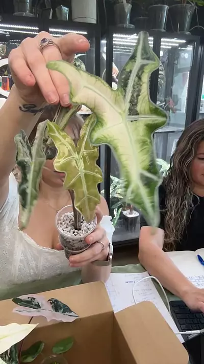 plant/Pink Nobilis-0-thumbnail