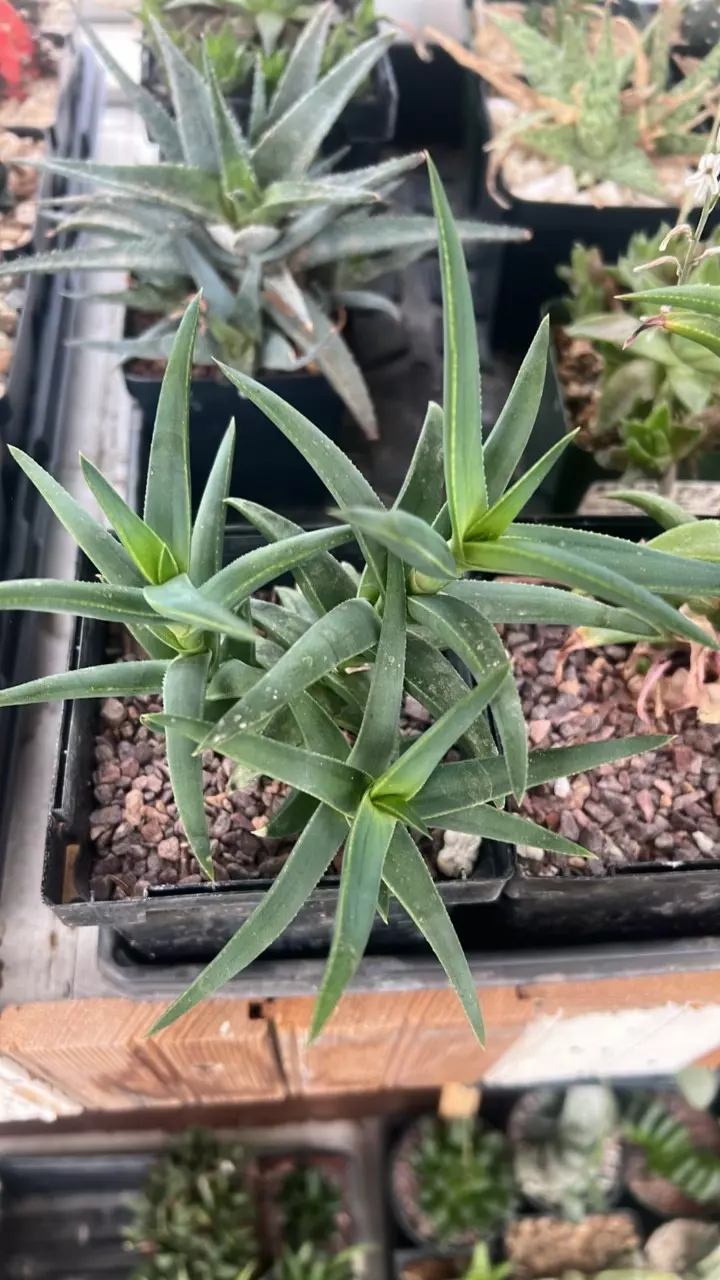 plant/Astroloba “Tyson”-0