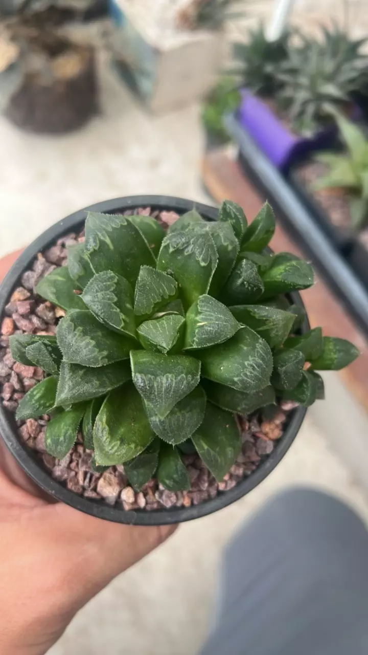 plant/Haworthia clump NOID-0