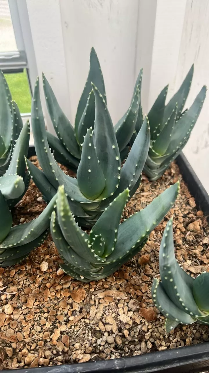 plant/Seed grown ALOES-0