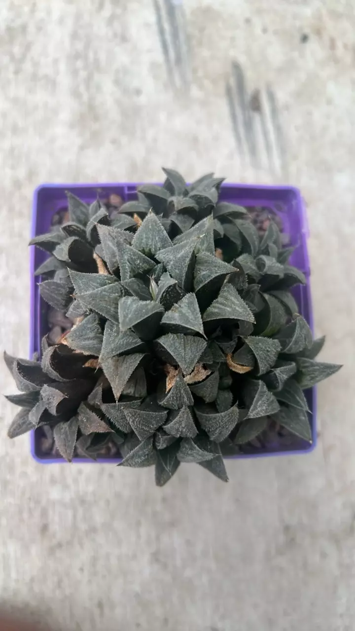 plant/Haworthia clump unkown I’d-0