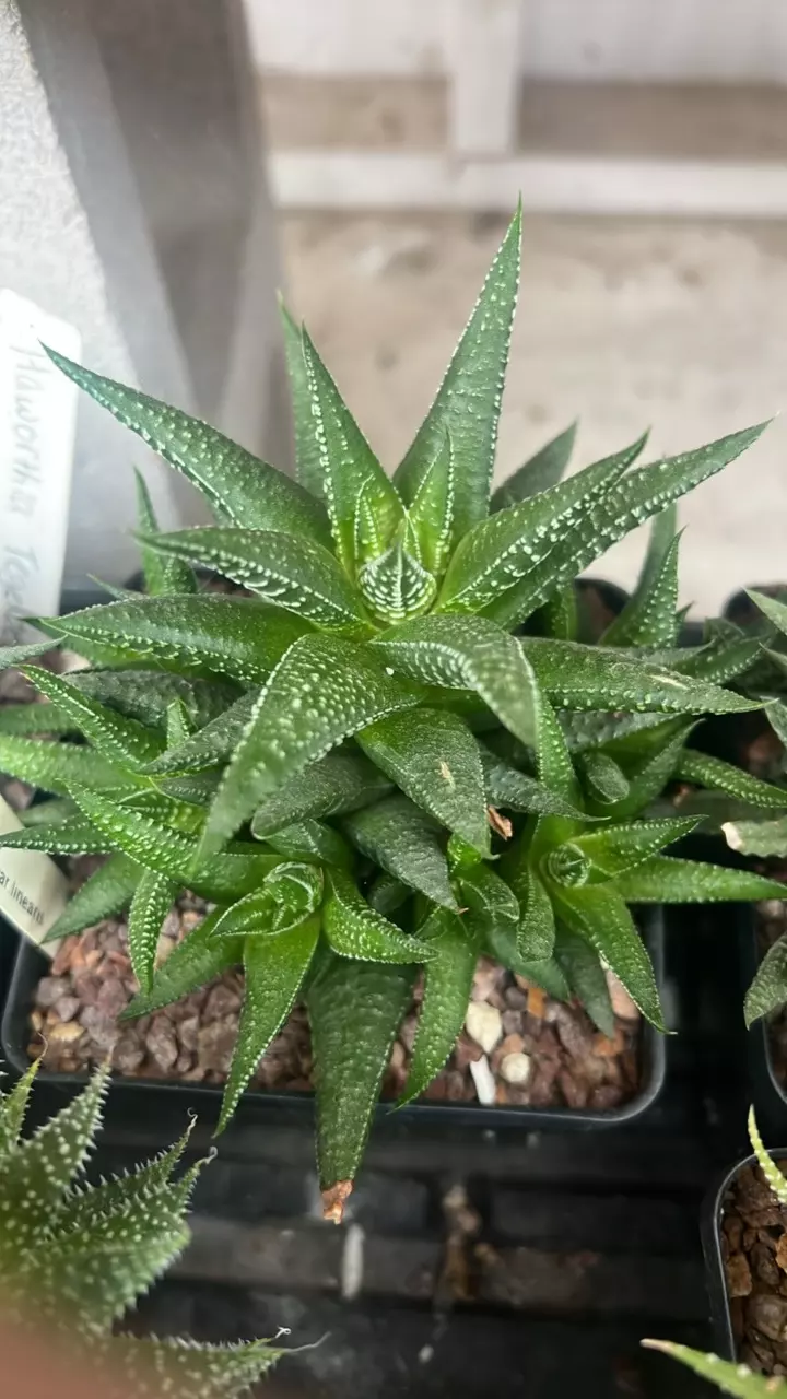 plant/Haworthia attenuata var. linearis-0