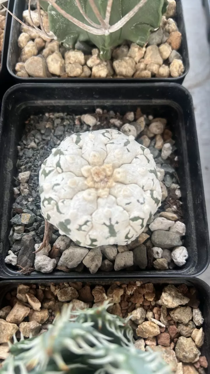 plant/Astrophytum cv. “Snow” form-0