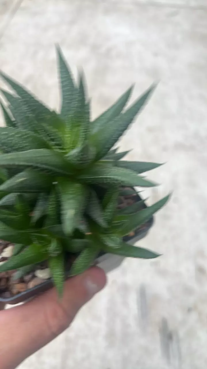 plant/Haworthia attenuata var. linearis-1
