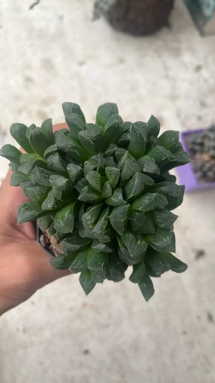 plant/Haworthia clump noid-0