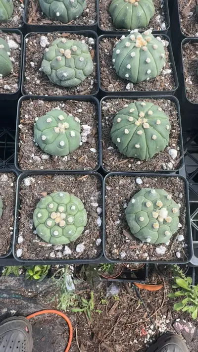 plant/Astrophytum asterias Kikko-0-thumbnail