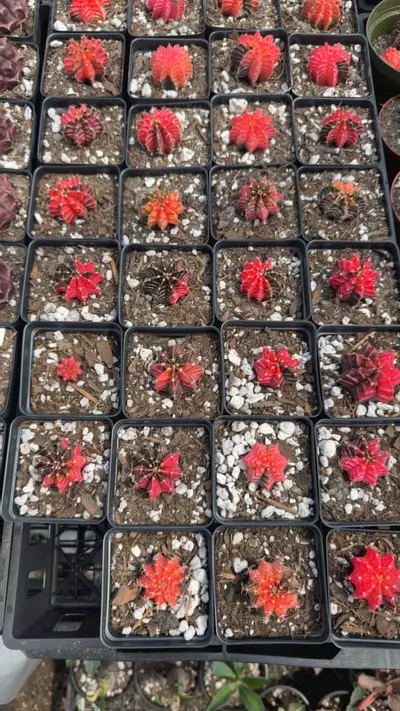 plant/Gymno Aprox 1-2 inch-0-thumbnail