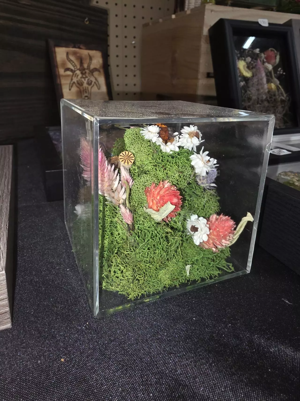 plant/#48 Cube w/ spider-0