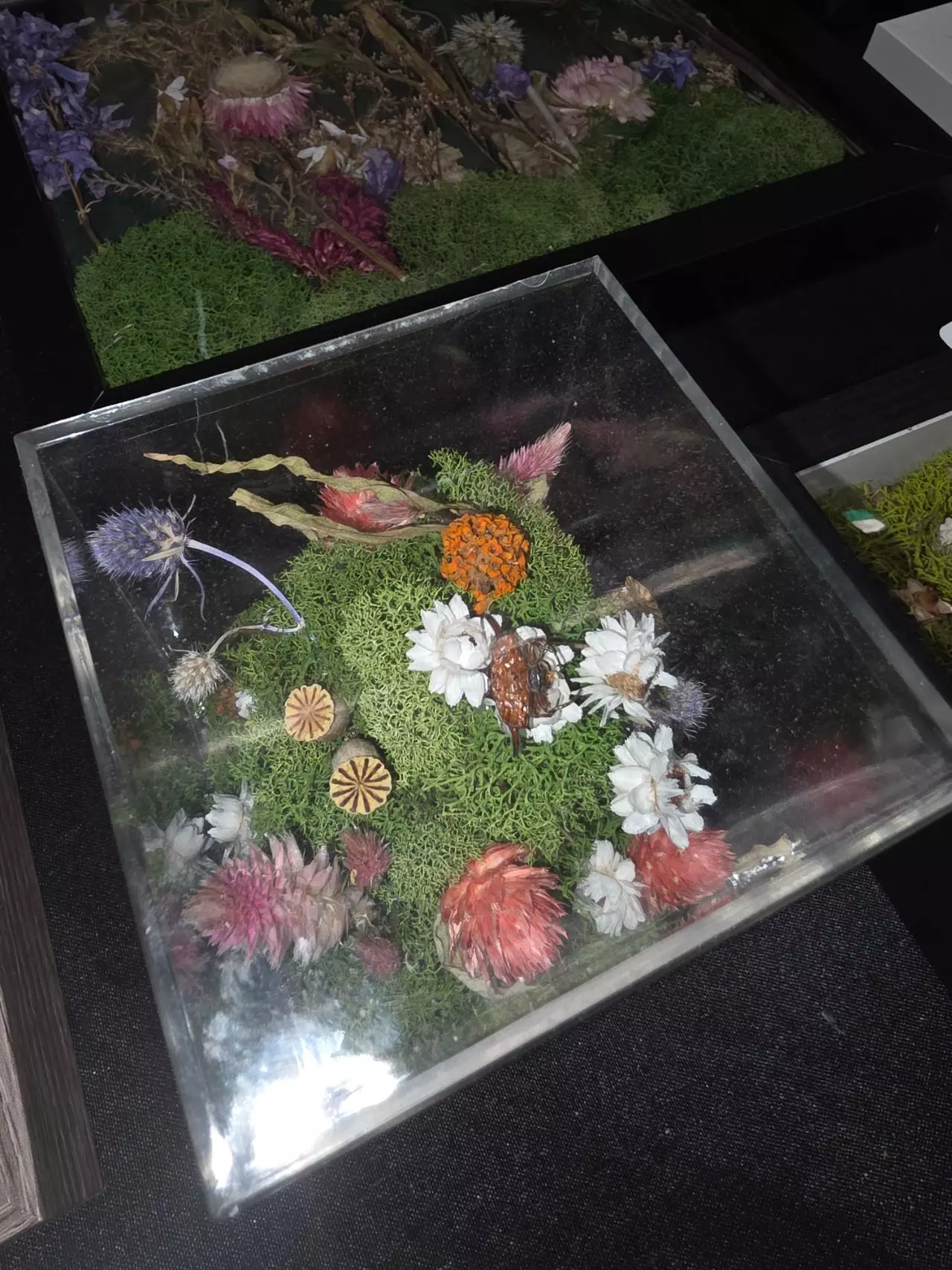 plant/#48 Cube w/ spider-1