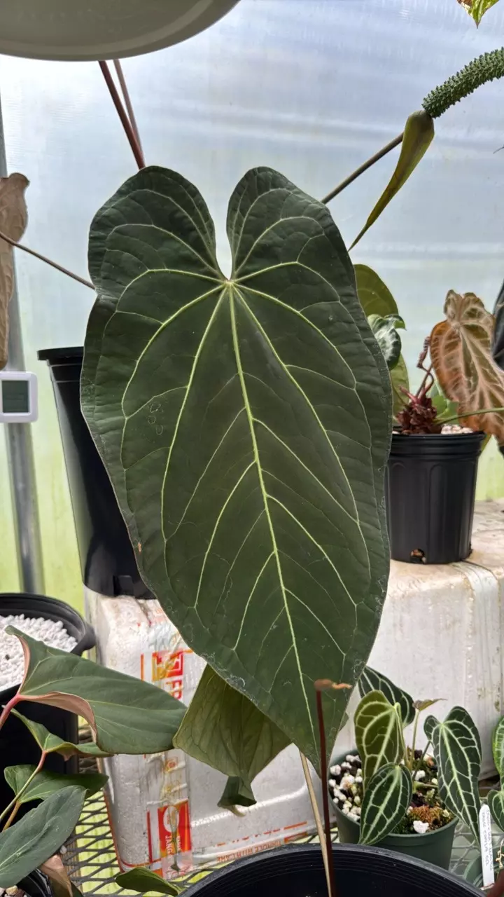 plant/Anthurium ‘Wuhoo’s First Night’ x (‘SKG Grey’ x mag) 1 seeding-1