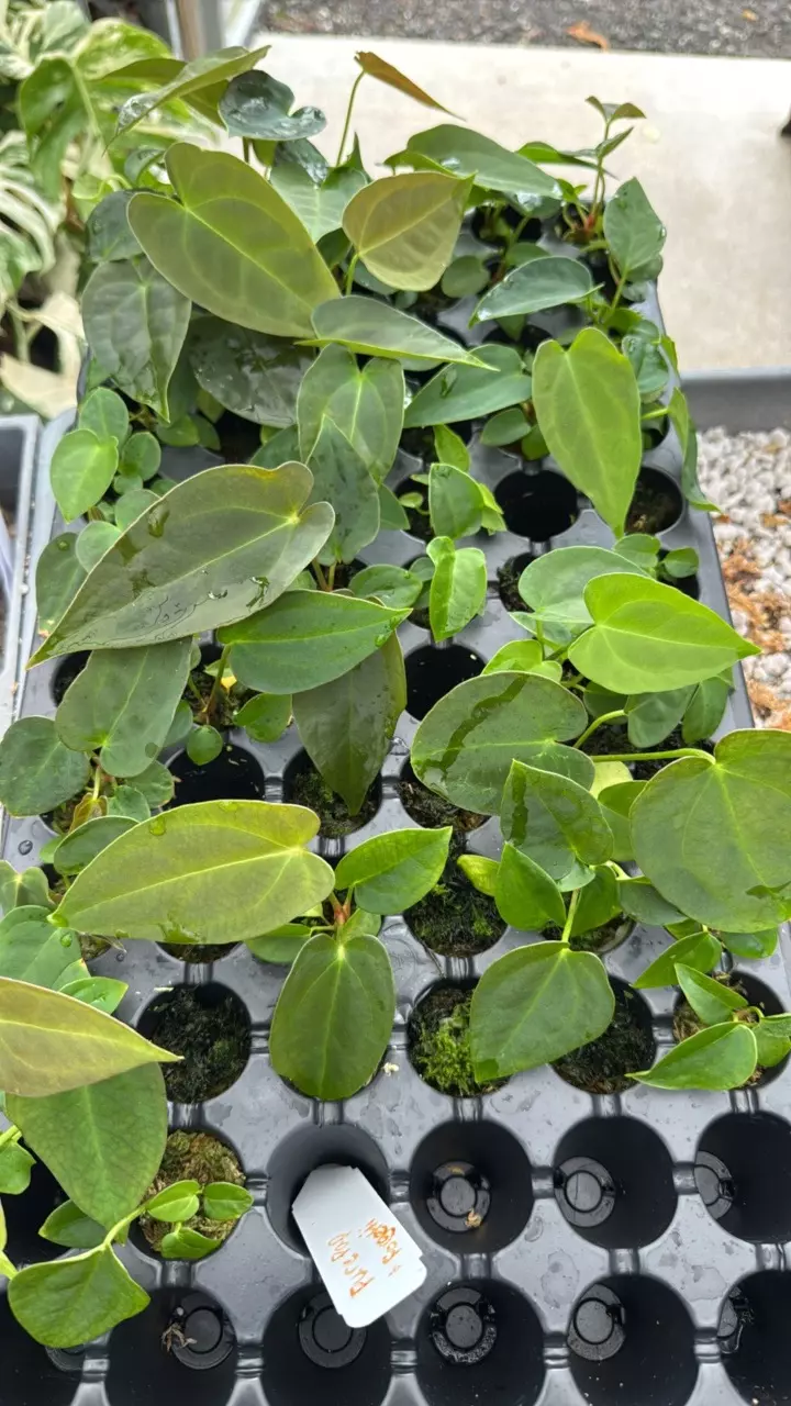 plant/GC Anthurium pap x forgetti 1 seedling-0