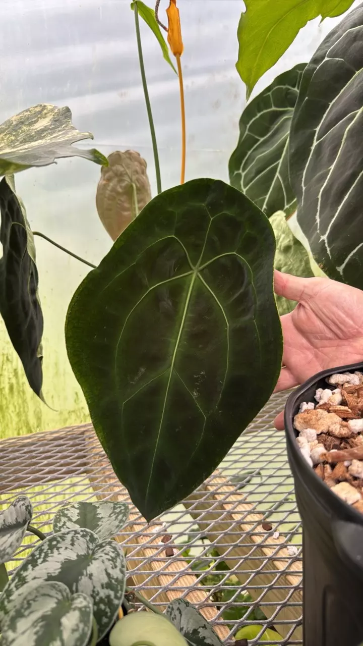 plant/GC Anthurium pap x forgetti 1 seedling-2