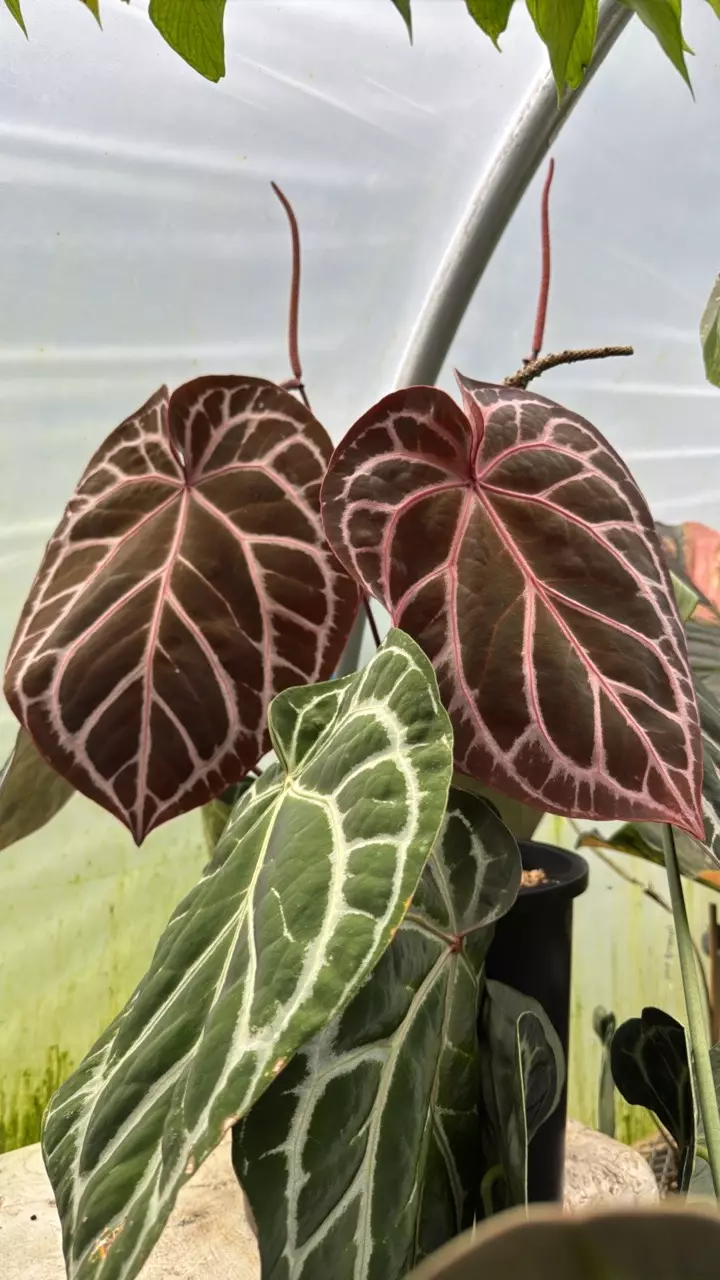 plant/GC Anthurium Doc Zara x Michelle x self 1 seedling-1