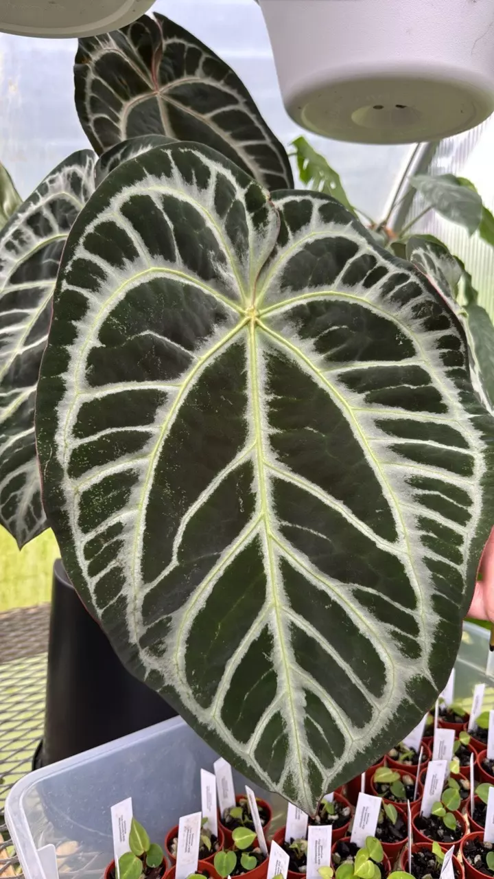 plant/Anthurium ‘Wuhoo’s First Night’ x (‘SKG Grey’ x mag) 1 seeding-2