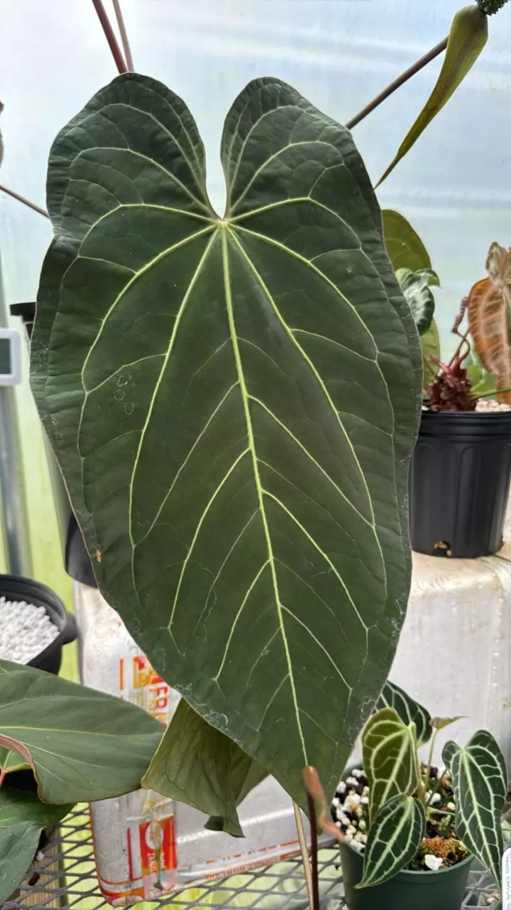 plant/GC ‘Wuhoo’s First Night’ x (besseae ‘Spider’ x RLFS ‘Bunny’) 1 seedling-1