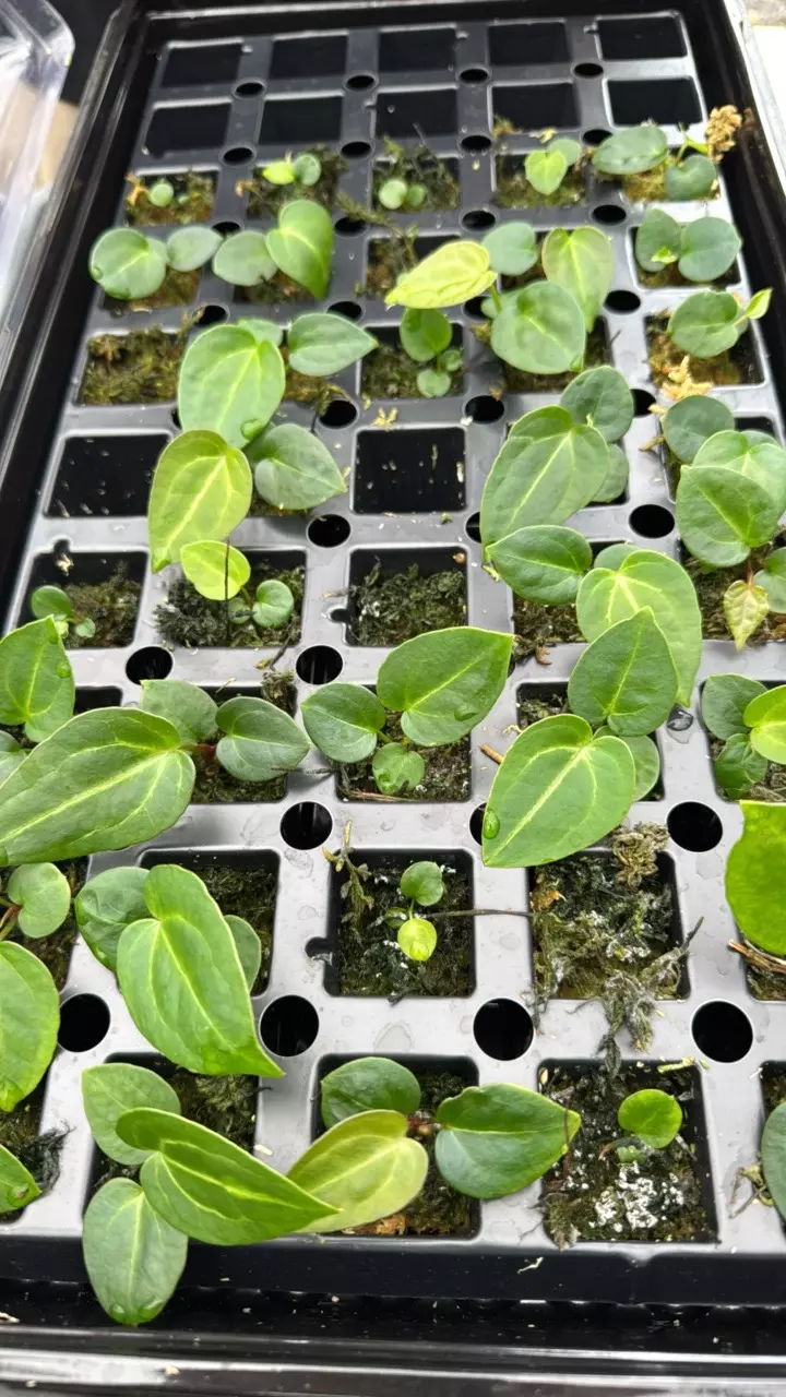 plant/Anthurium ‘Wuhoo’s First Night’ x (‘SKG Grey’ x mag) 1 seeding-0