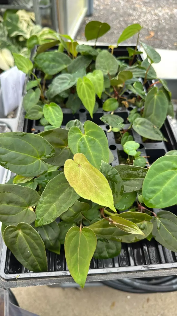 plant/GC ‘Wuhoo’s First Night’ x (besseae ‘Spider’ x RLFS ‘Bunny’) 1 seedling-0