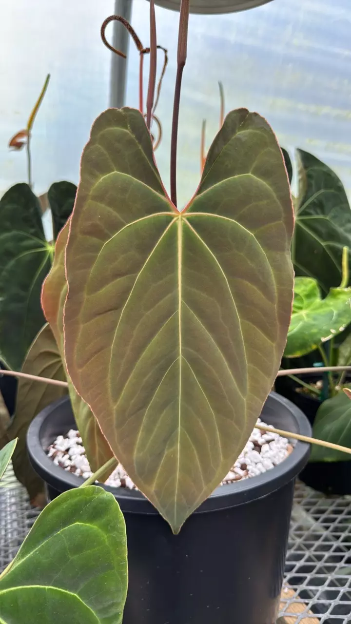 plant/GC ‘Wuhoo’s First Night’ x (besseae ‘Spider’ x RLFS ‘Bunny’) 1 seedling-2