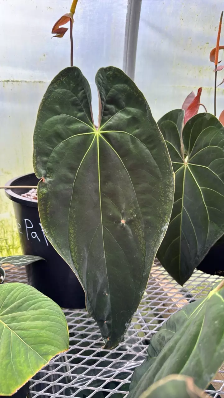 plant/GC Anthurium pap x forgetti 1 seedling-1