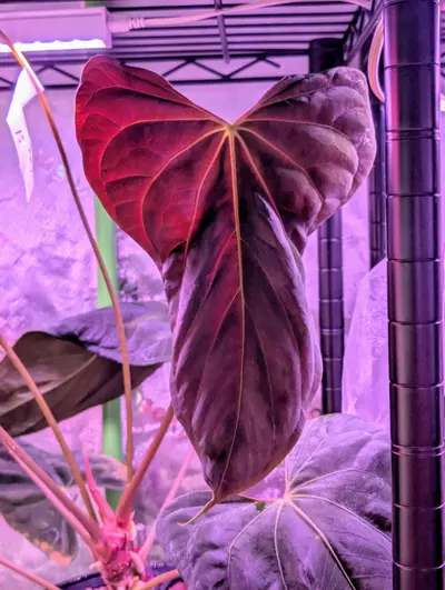 plant/Fort Sherman clone x Soul reaperxSelf 2 Sprouts!-0-thumbnail