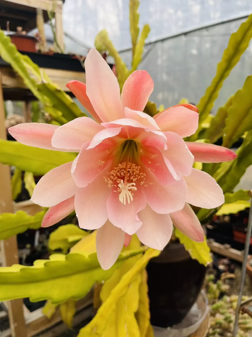 plant/Pink Flower Orchid Cactus cutting 7”-2