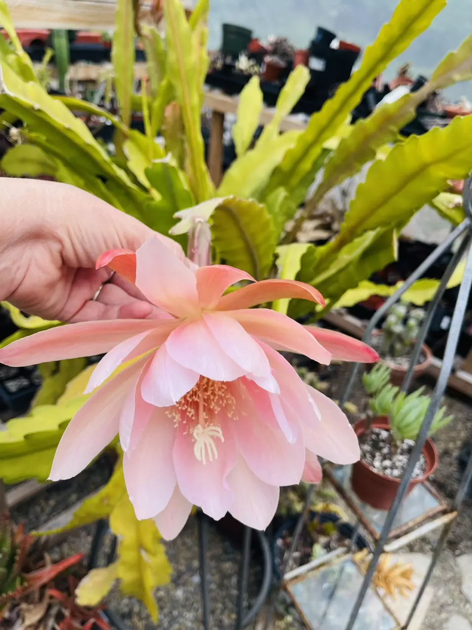 plant/Pink Flower Orchid Cactus cutting 7”-1