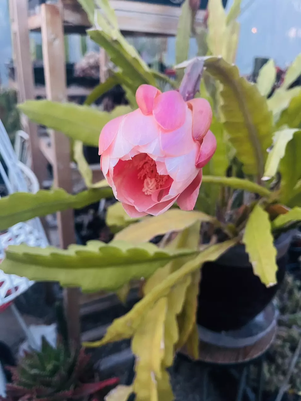 plant/Pink Flower Orchid Cactus cutting 7”-0