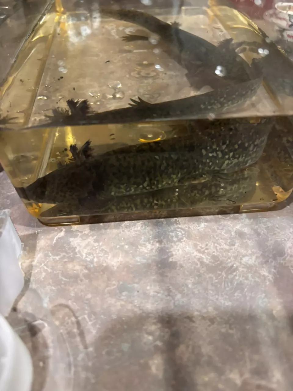 plant/Juvenile Wild GFP Axolotl-0