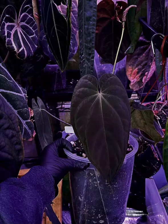 plant/BVEP Long X NSE Port-0