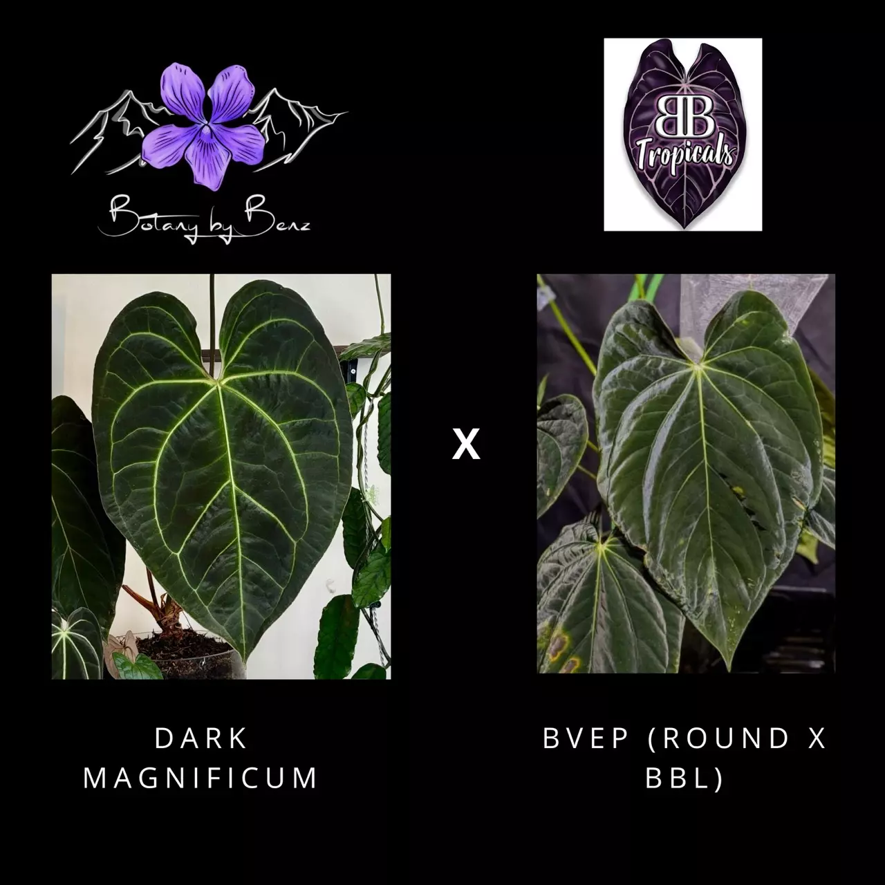 plant/Dark Mag X BVEP (Round x BBL)-0