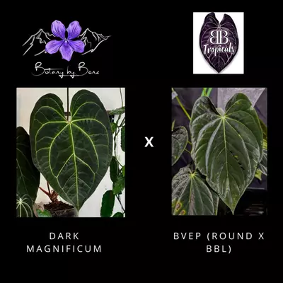 plant/Dark Mag X BVEP (Round x BBL)-0-thumbnail