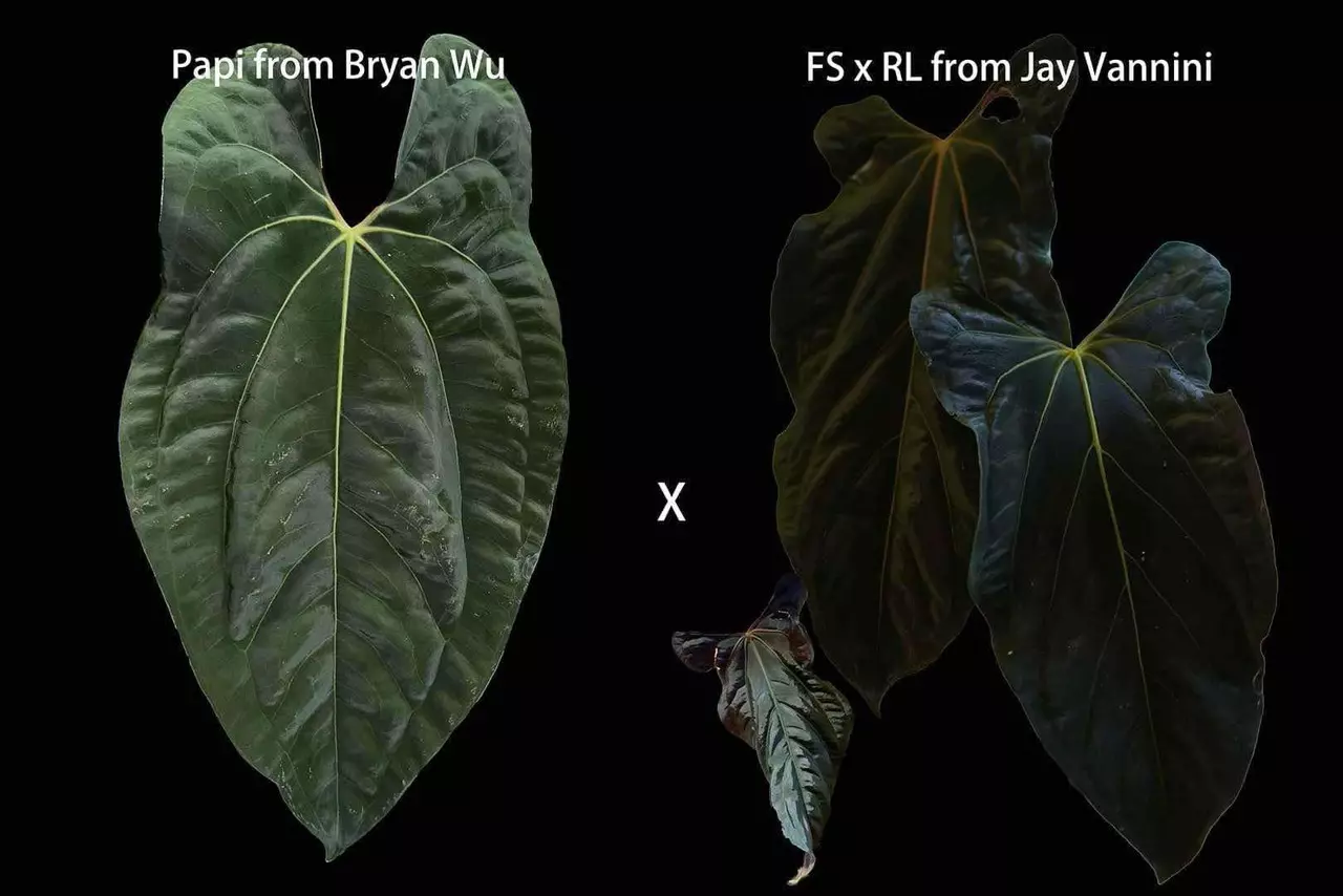 plant/Papi X FSRL-0