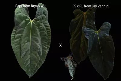 plant/Papi X FSRL-0-thumbnail