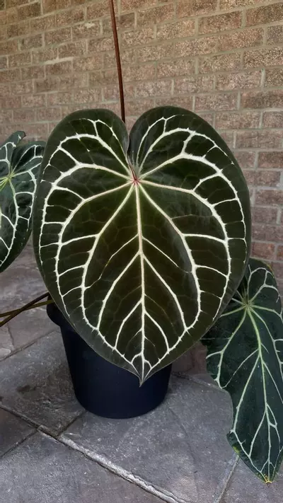 plant/JV FSRL X Doc F2-1-thumbnail