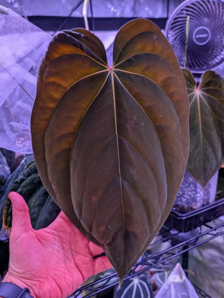 plant/Carla WU 1 Self X BVEP RA2-1