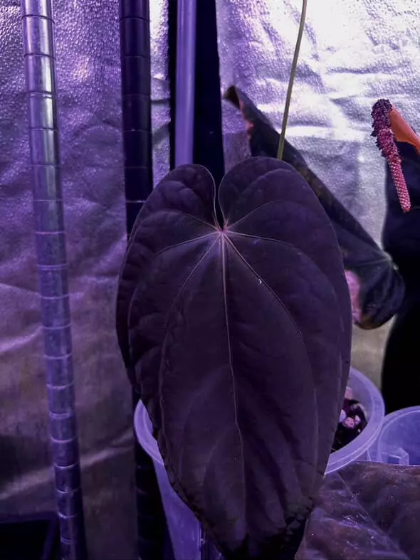 plant/BVEP Long X NSE Port-1