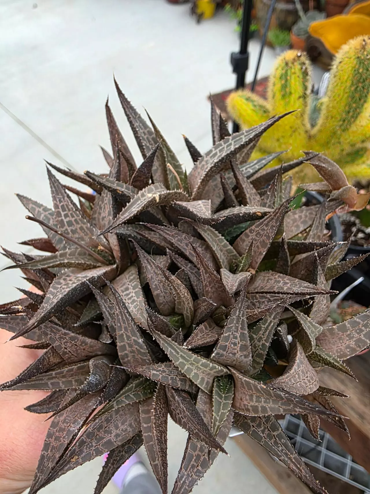 plant/#10 Haworthia Tessellata-0