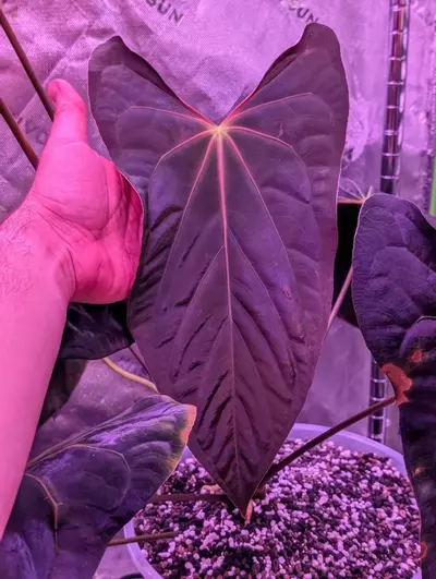 plant/JV FSRL X Doc F2-0-thumbnail