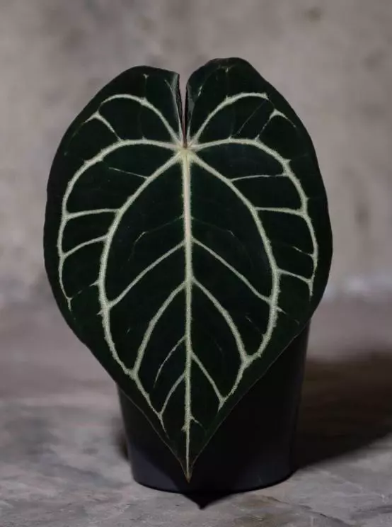 plant/Carla WU 1 Self X BVEP RA2-0